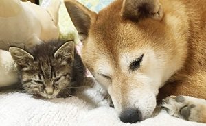 犬と猫