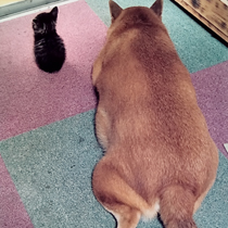 犬と猫