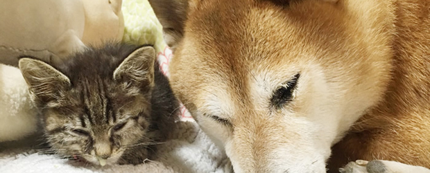 犬と猫