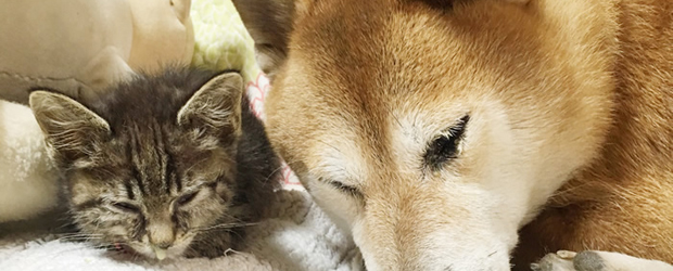 犬と猫