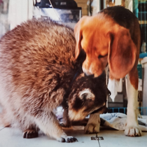 たぬきと犬