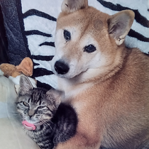 猫と犬