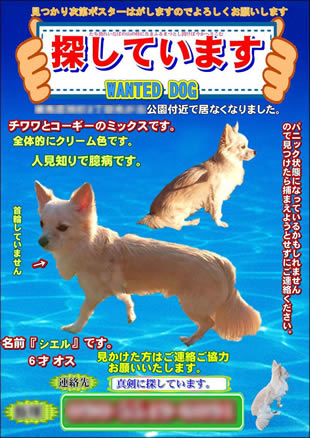 ペット捜索用ポスター1