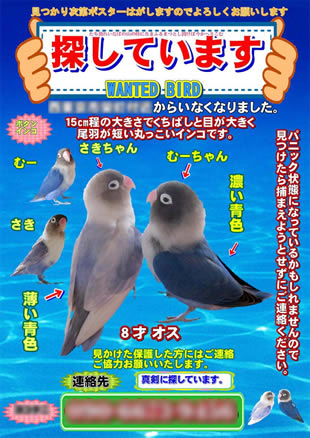 ペット捜索用ポスター1