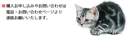 ペットの猫