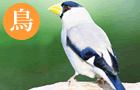 迷子の鳥